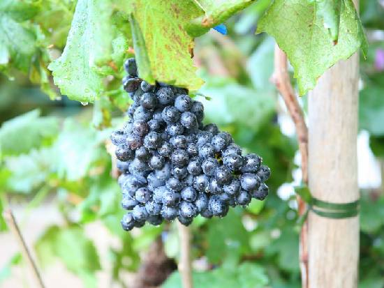 Exploring Grape Varieties and Winemaking Rules of Priorat