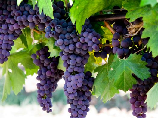 Exploring Grape Varieties and Winemaking Rules of Priorat